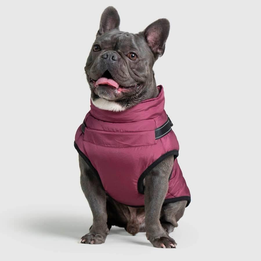 PetPure Waterproof Winter Dog Coat with Built-In Harness