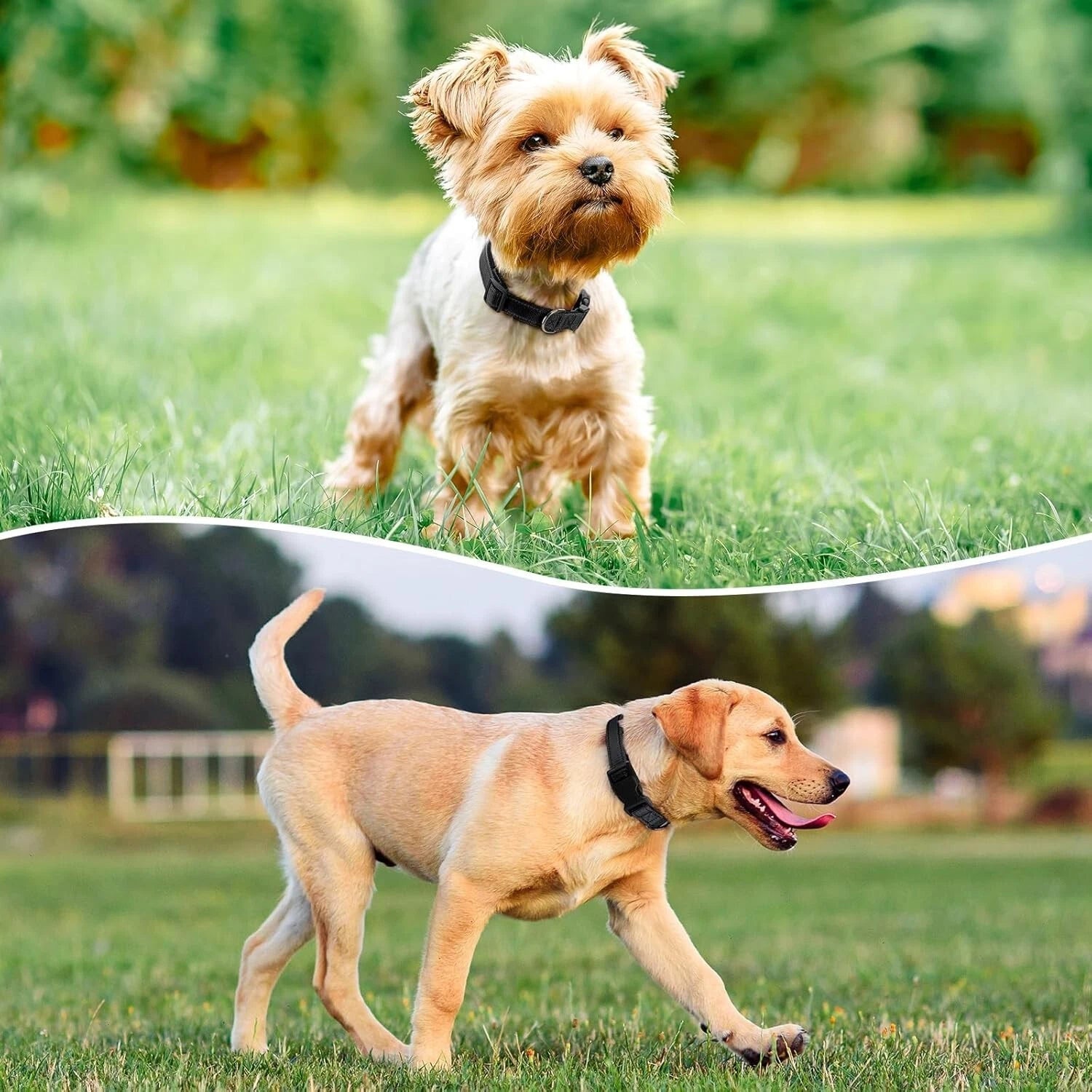 Reflective Dog Collar | Adjustable Soft Neoprene Padded Comfortable Safety Collar Pets